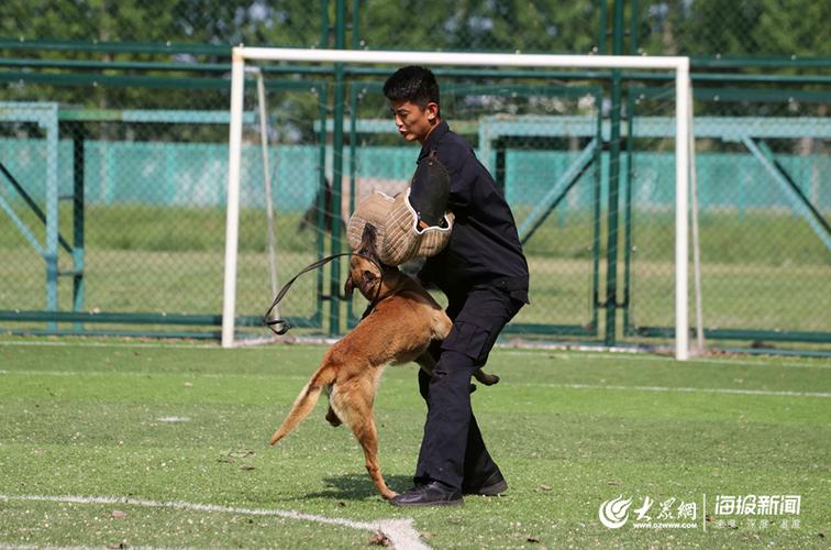 如何训练狗狗扑咬