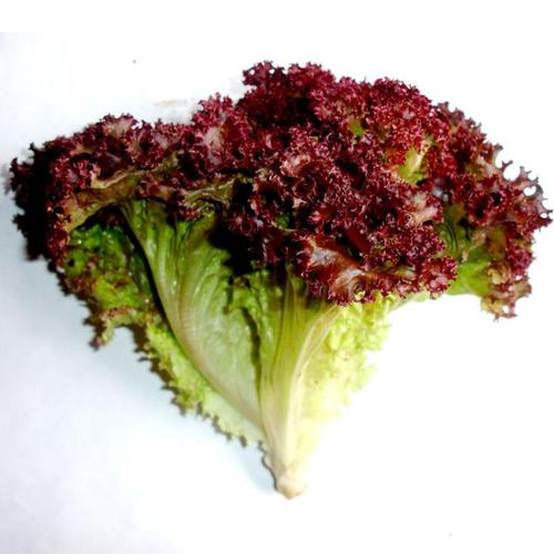 红叶生菜做法