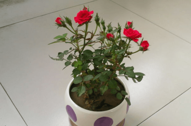 盆栽花种植方法