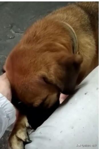 狗用头蹭东西怎么办