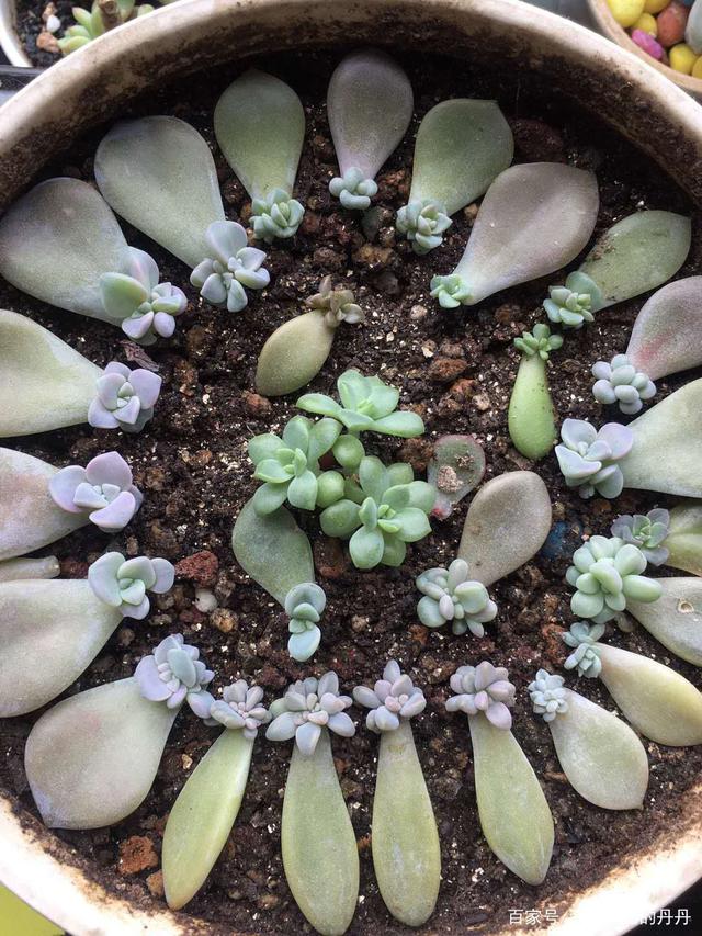 叶插多肉植物的养殖方法