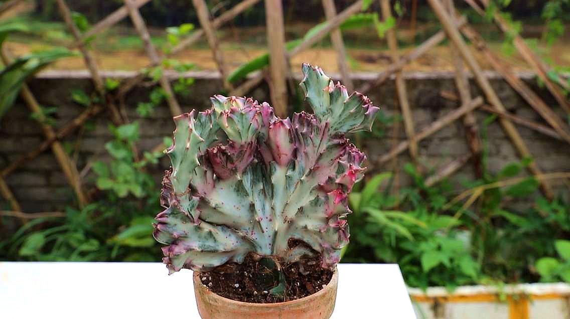 麒麟的种植方法