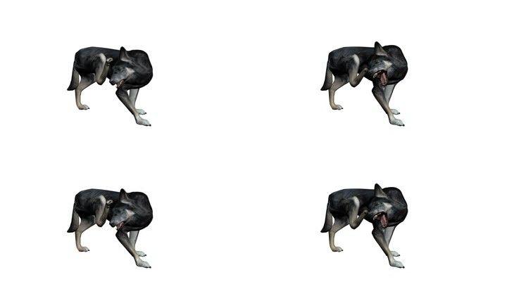 狗 动作 训练