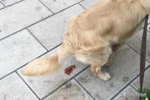 大狗不吃东西拉稀怎么办