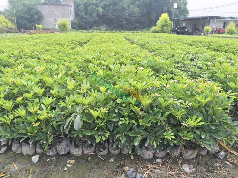 鸭脚木种植方法
