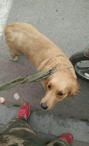 把我训练成母狗