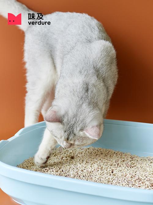 训练猫 找猫砂
