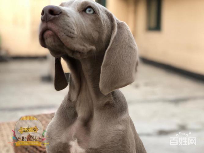 魏玛犬训练打猎