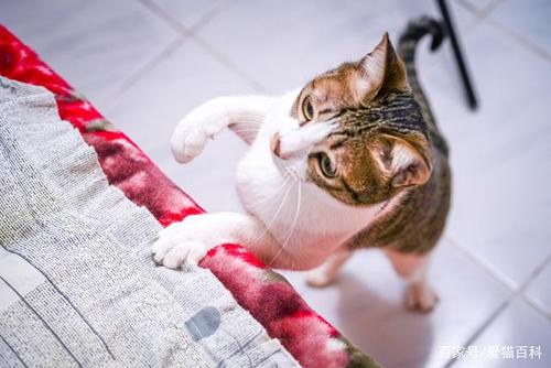 猫焦躁不安狂咬东西