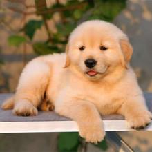适合小金毛犬玩的东西