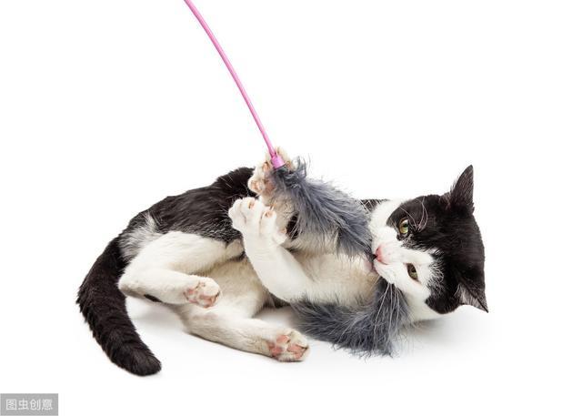 猫为什么咬东西