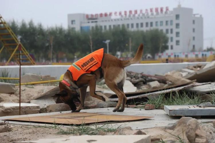 搜救犬怎样训练
