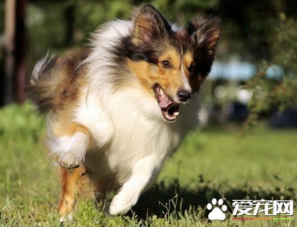 五个月狗该训练什么好