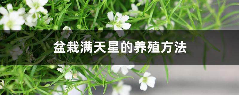 满天星花的栽培与护理要求