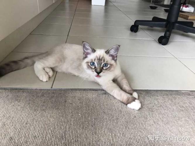 怎么教暹罗捡东西