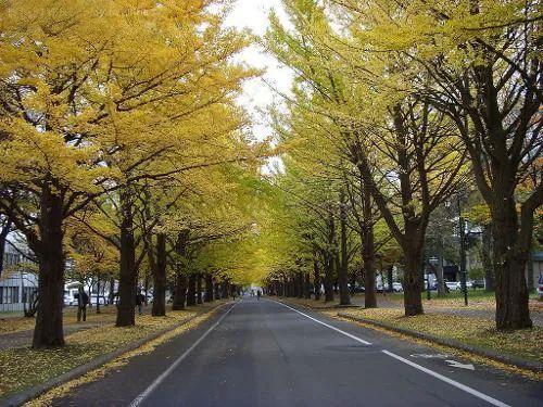 城市行道树的栽培