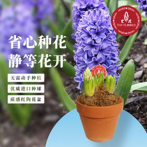 风信子如何栽培图片
