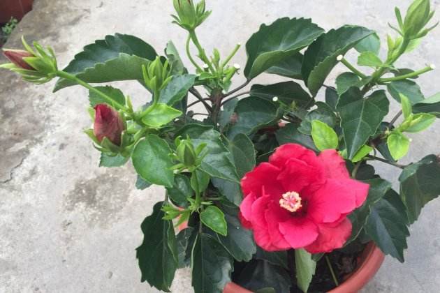 家养木槿花注意事项