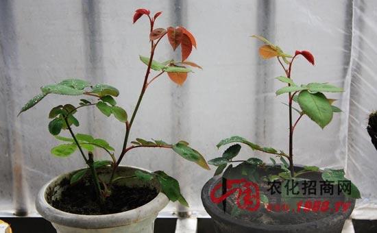 盆景月季花栽培技术