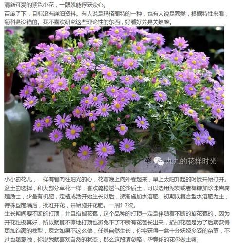 花卉观赏与栽培心得