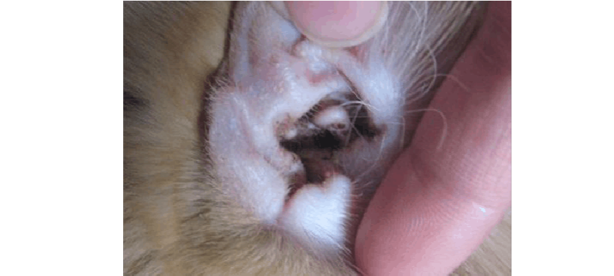 如何去除猫耳朵里的脏东西