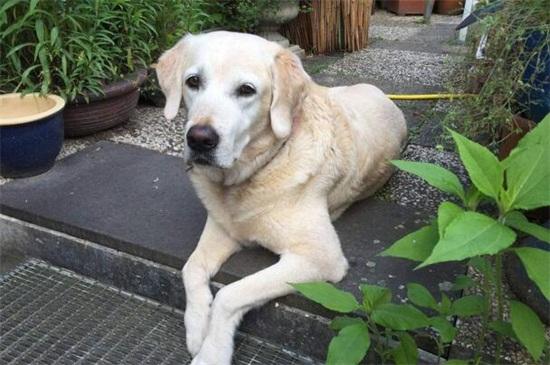 如何教拉不拉多犬训练