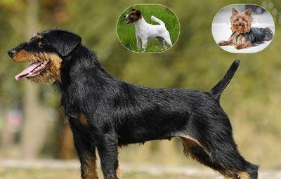 猎梗犬怎么样训练打猎
