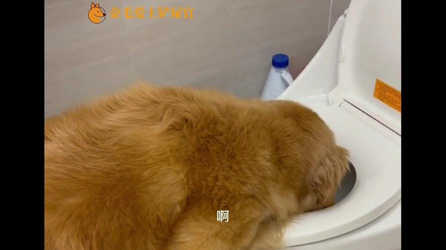 金毛犬突然不吃东西还呕吐