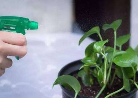 植物浇水的注意事项