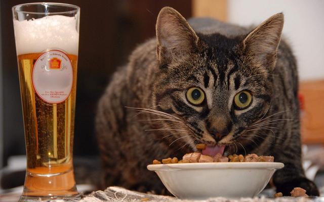 猫猫不爱吃东西怎么办