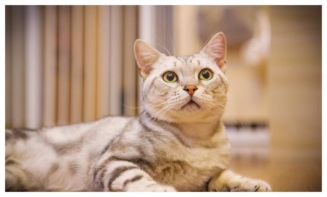 猫像什么东西怎么办
