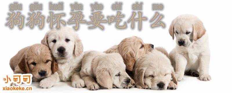 狗狗怀孕吃什么东西
