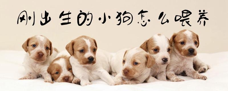 狗狗刚生好宝宝要给它喂什么东西怎么办