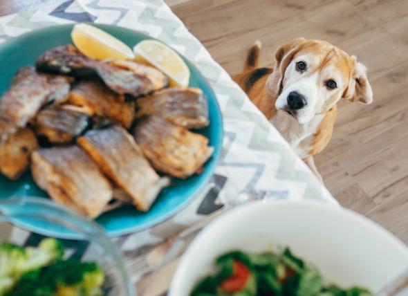 犬哪些东西不能吃什么