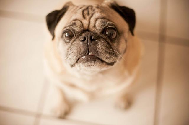 怎么样训练八哥犬