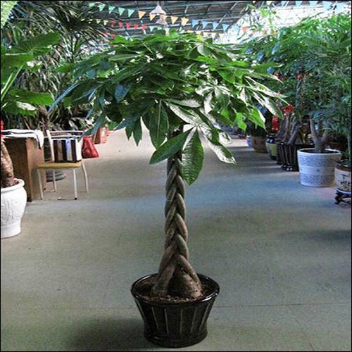 花卉发财树养殖方法
