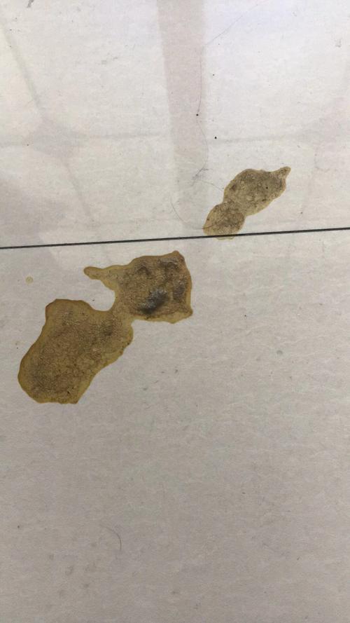 幼犬乱吃东西吐白沫