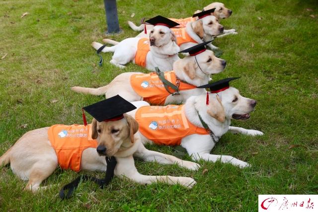 宠物犬训练基地