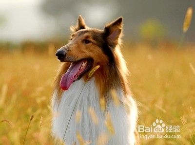 给狗增加体力的东西