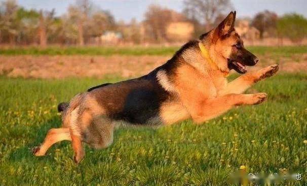德牧幼犬怎么不吃东西