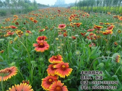 宿根花卉栽培特点