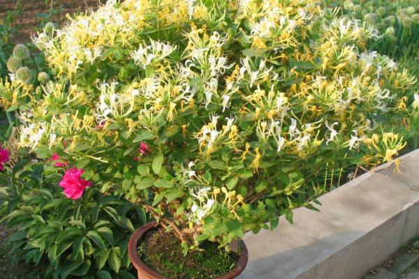 金银花藤养殖方法