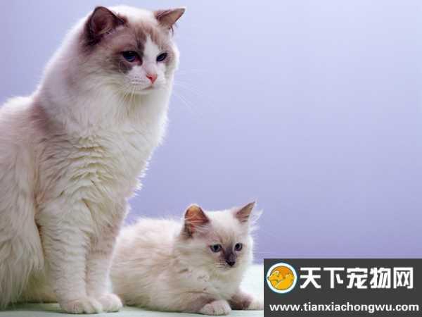 两个月的猫需要注意什么东西