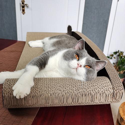 英国短毛猫怎么训练用猫抓板