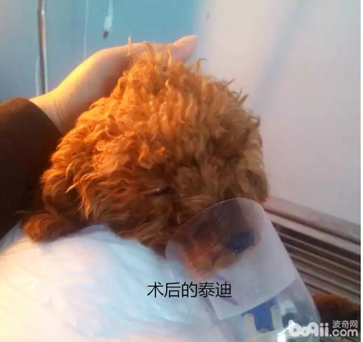 狗乱吃东西得肠套叠