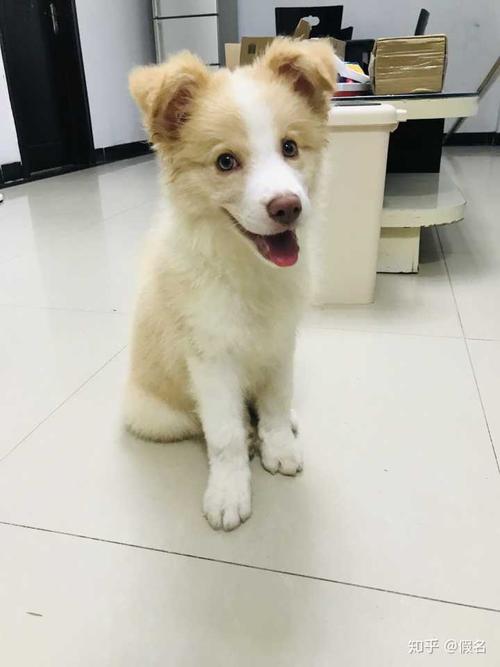 边牧几天不吃东西为什么
