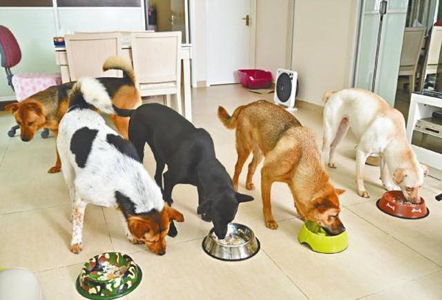 训练成犬定点