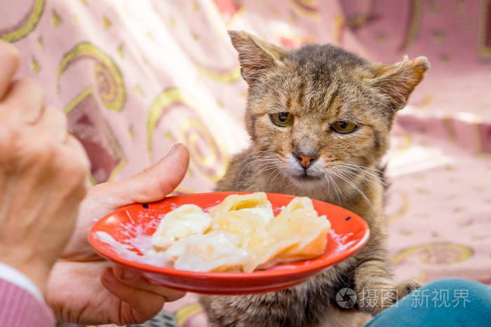 如何强制猫吃东西