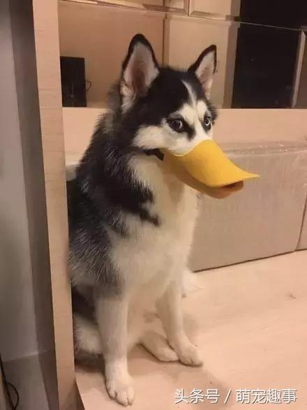 哈士奇吃完狗粮咬东西怎么办
