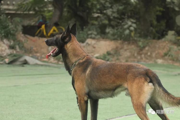 国外马犬体能训练